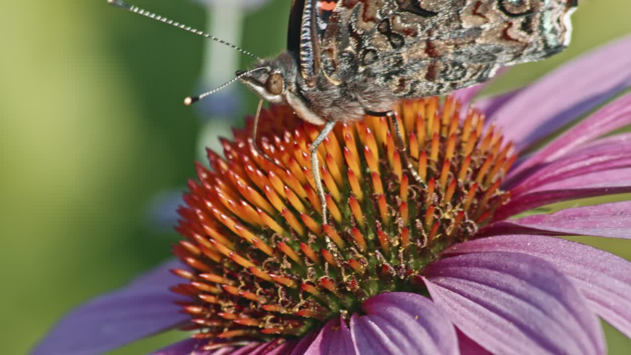 macro de equinácea púrpura con mariposa almirante roja chupando néctar