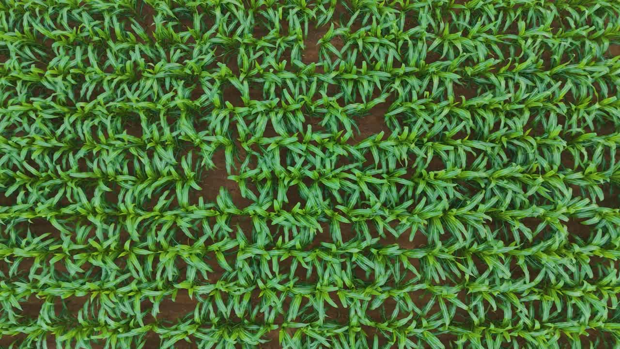 Up top drone shot flying over vibrant green crop fields