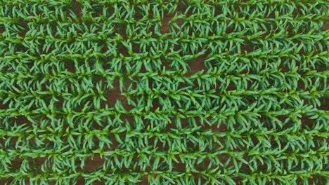 up top drone shot flying over vibrant green crop fields