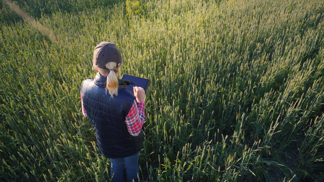 여성 농부가 여전히 푸른 밀밭에서 일하고 있으며 태블릿을 사용합니다.