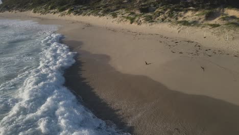 Schwarzer-Vogel-Fliegt-Von-Sand-Zu-Meerwasser-Mit-Wellen-Und-Weicher-Schaumstruktur-Im-Türkisfarbenen-Ozean-Bei-Sonnenuntergang