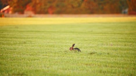 Teleobjektiv-Ansicht-Der-Europäischen-Hasen-Ohren-Steigen,-Wie-Sie-Sich-Umsehen,-Während-Der-Jagd