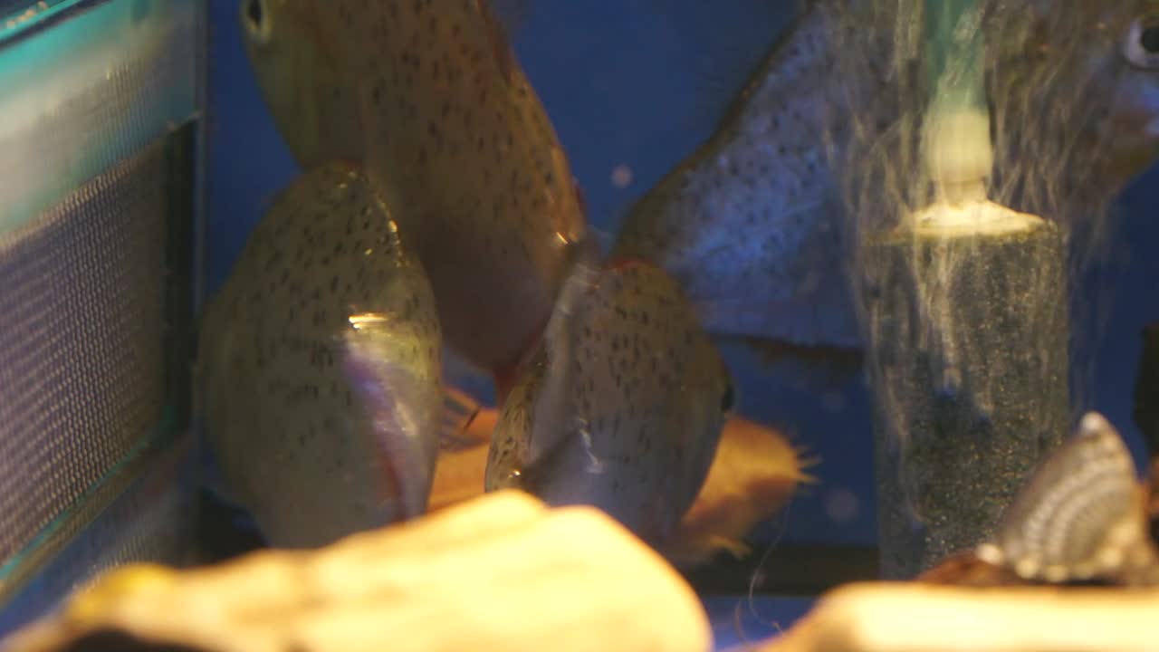 Four spotted piranhas hiding in a corner of a fish tank, real time
