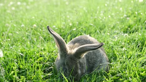 A grey rabbit foraging in green grass