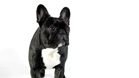 French Bulldog dog standing and licking, white background