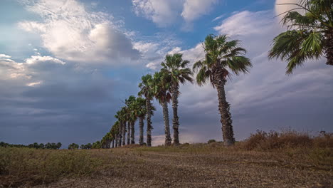 lapso de tiempo de nubes blancas soplando sobre una larga fila de altas palmeras de molino de viento chines