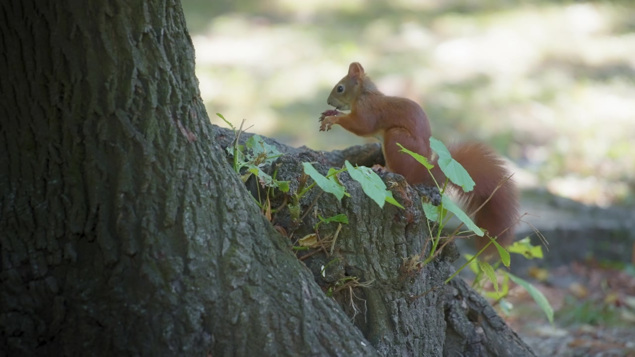 Red squirrel looking for food