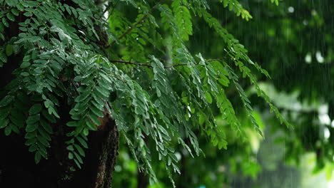 潮湿和潮湿的雨季