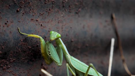 a close up shot of a green praying mantis inside a backyard garden