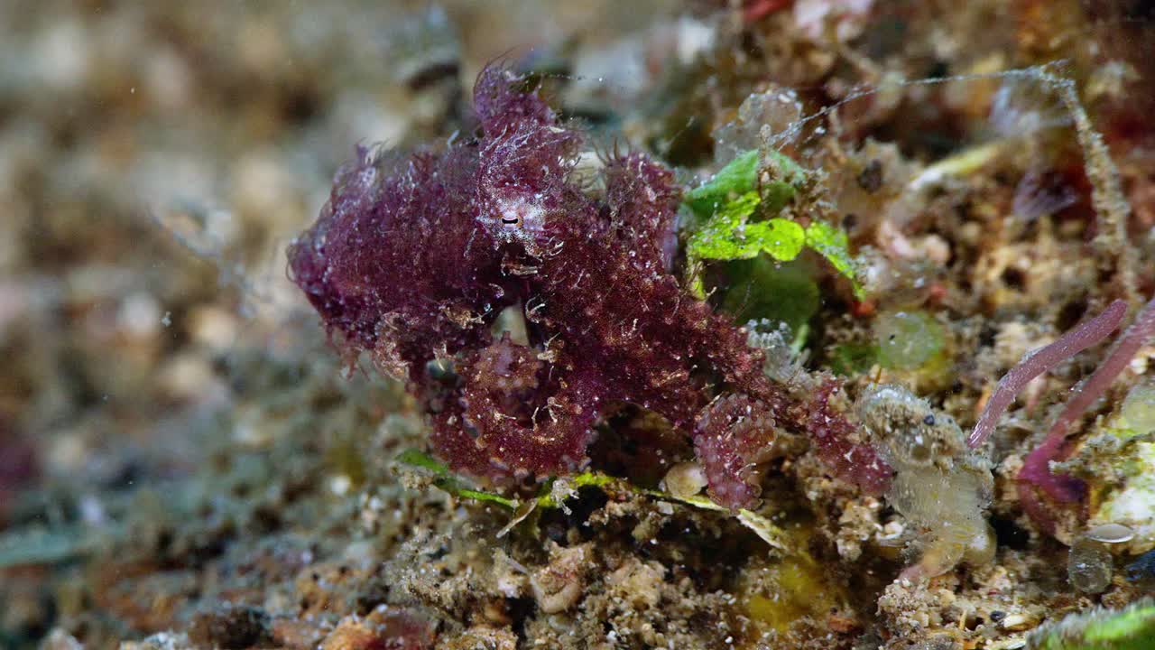 un pulpo peludo raro y críptico al aire libre