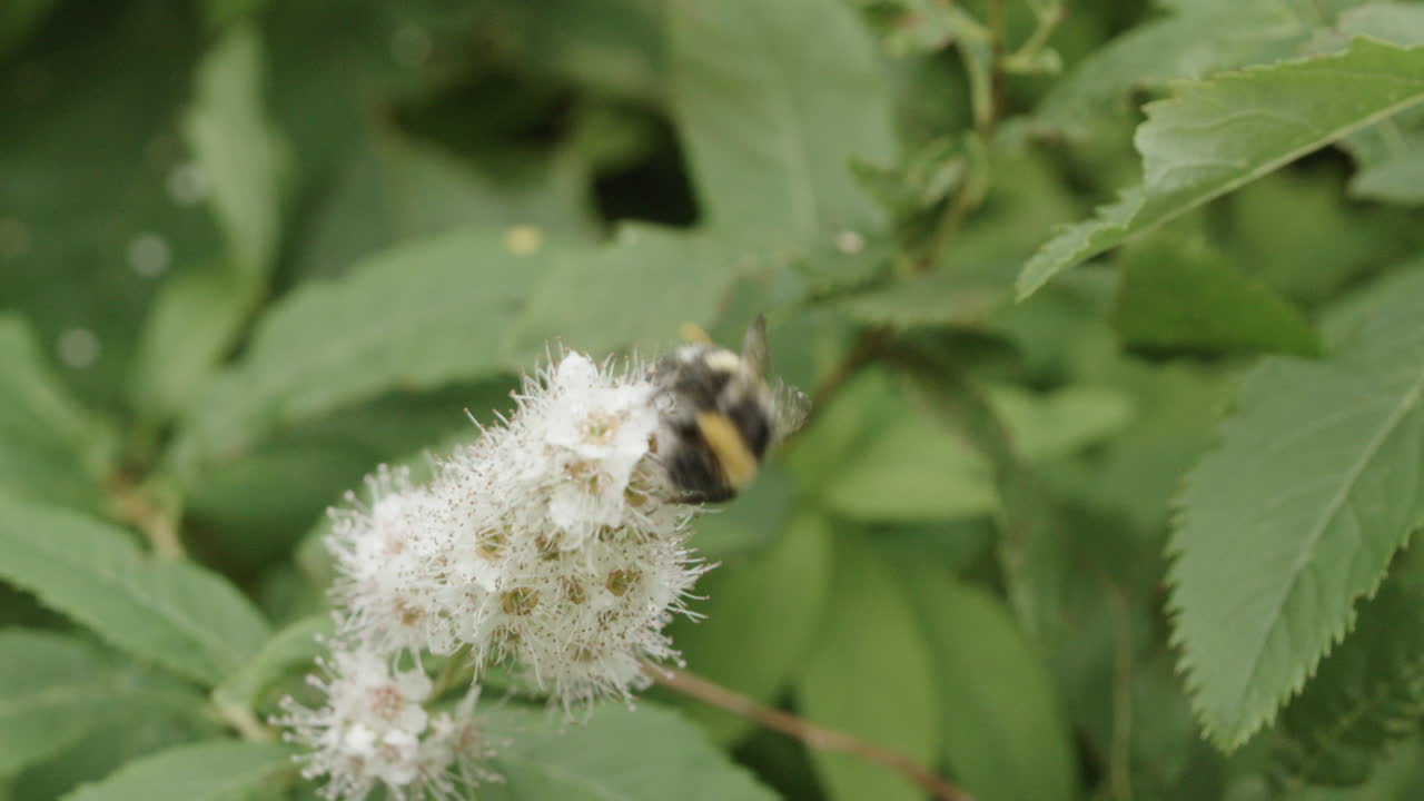 Nærbilde av humle som polliner på blomst