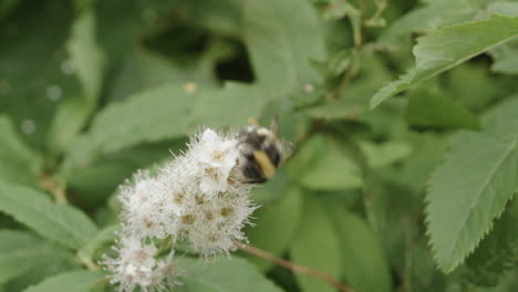 Bumblebee-close-up-pollinating-on-flower