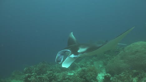 manta ray aclose up on coral reef and scuba divers in background