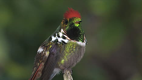 un primerísimo plano de un colibrí aferrándose a la vegetación tropical de la selva tropical