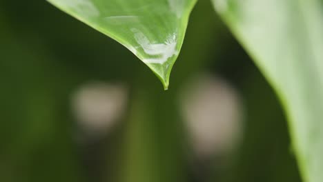 drops of water falling from a green leaf in the rain