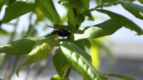 Close-up-shot-of-a-fly-walking-and-sucking-on-a-green-leave-in-slow-motion