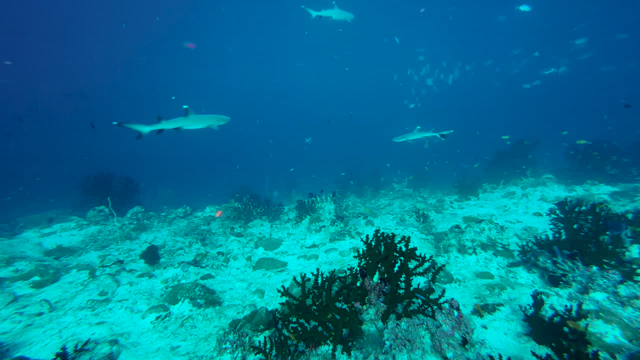 arrecife de coral en el océano índico con tiburones de arrecife blanco patrullando hacia adelante y hacia atrás