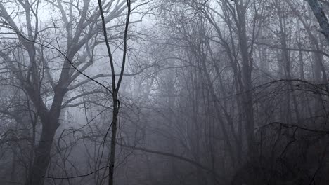 smooth pan across forest covered in dense fog. thick forest trees during winter.