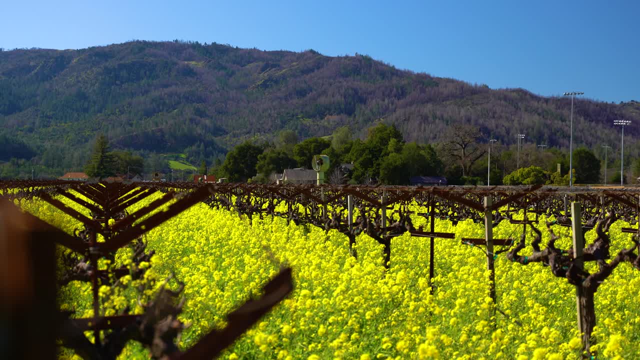 Livfull, färgstark vingård täckt av senapsblommor, med en långsam utzoomning från en frostfläkt i Napa Valley, Kalifornien.