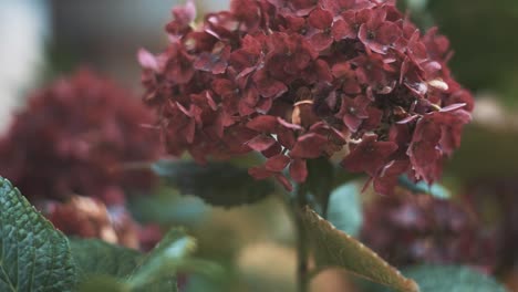 rare variety flowers near the saint michael church