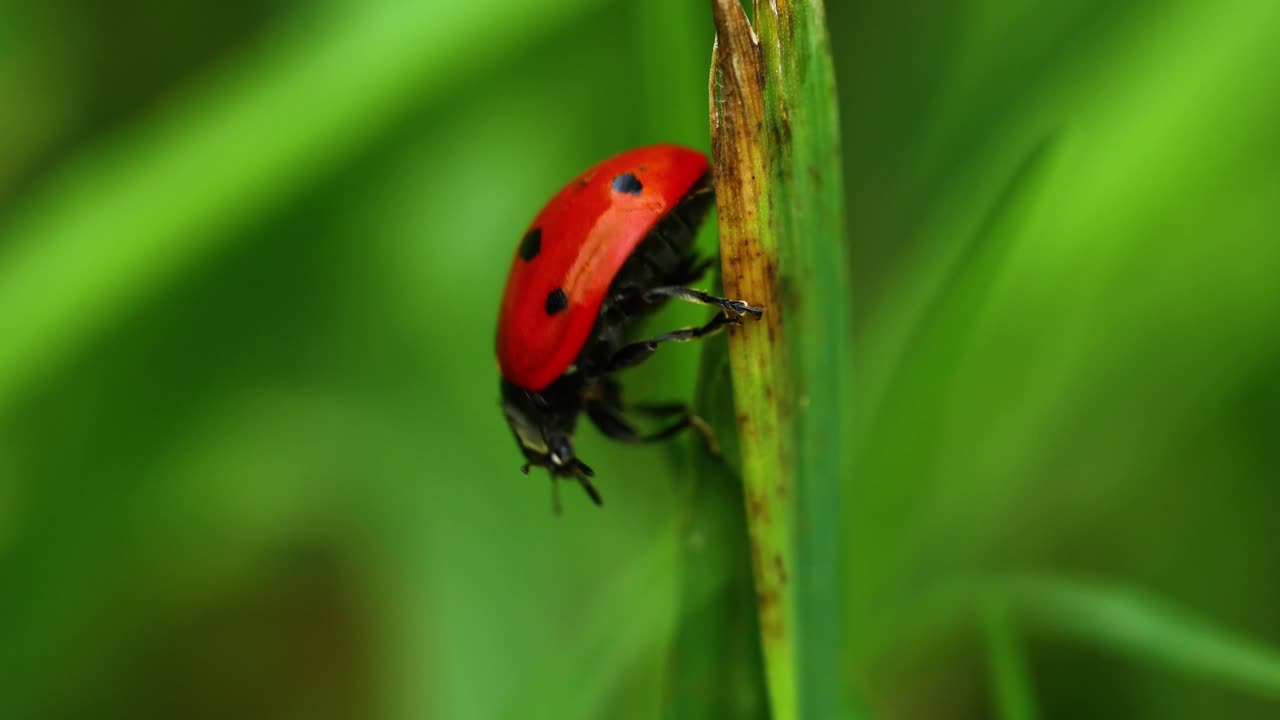 primer plano macro video de un escarabajo mariquita limpiándose a sí mismo