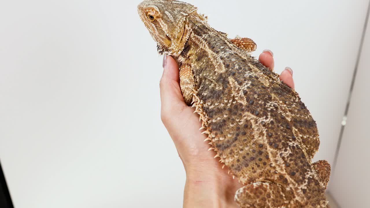 A bearded dragon is gently held by a person in a well-lit indoor environment, showcasing its textured scales