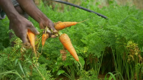 Zanahorias-Recién-Cosechadas,-Primer-Plano,-India