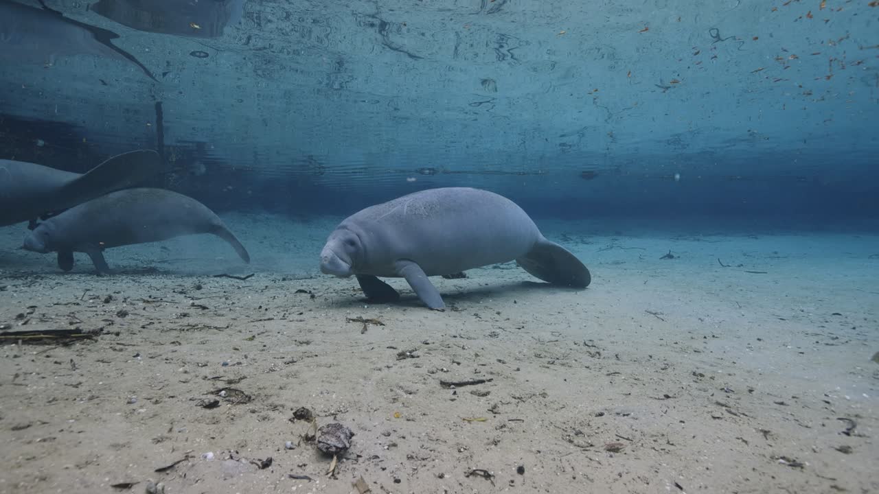 Group of manatees resting and gliding along the sandy bottom of a clear freshwater spring in Florida