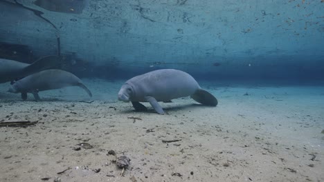 group of manatees resting and gliding along the sandy bottom of a clear freshwater spring in florida