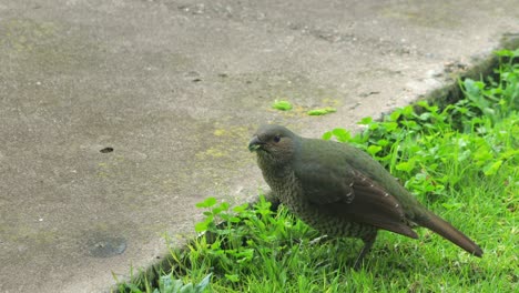 Green Bird on the Ground Eating