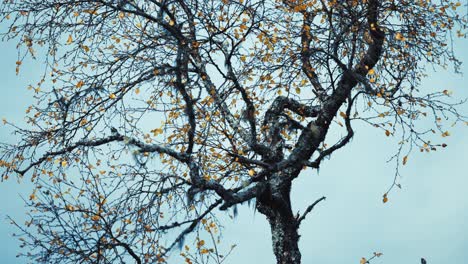 A birch tree with dark slender branches covered with yellow leaves stands against the blue-grey sky