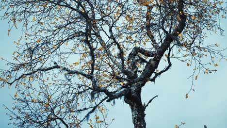 a birch tree with dark slender branches covered with yellow leaves stands against the blue-grey sky