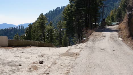 Rural-mountain-road-through-coniferous-forest-under-clear-skies