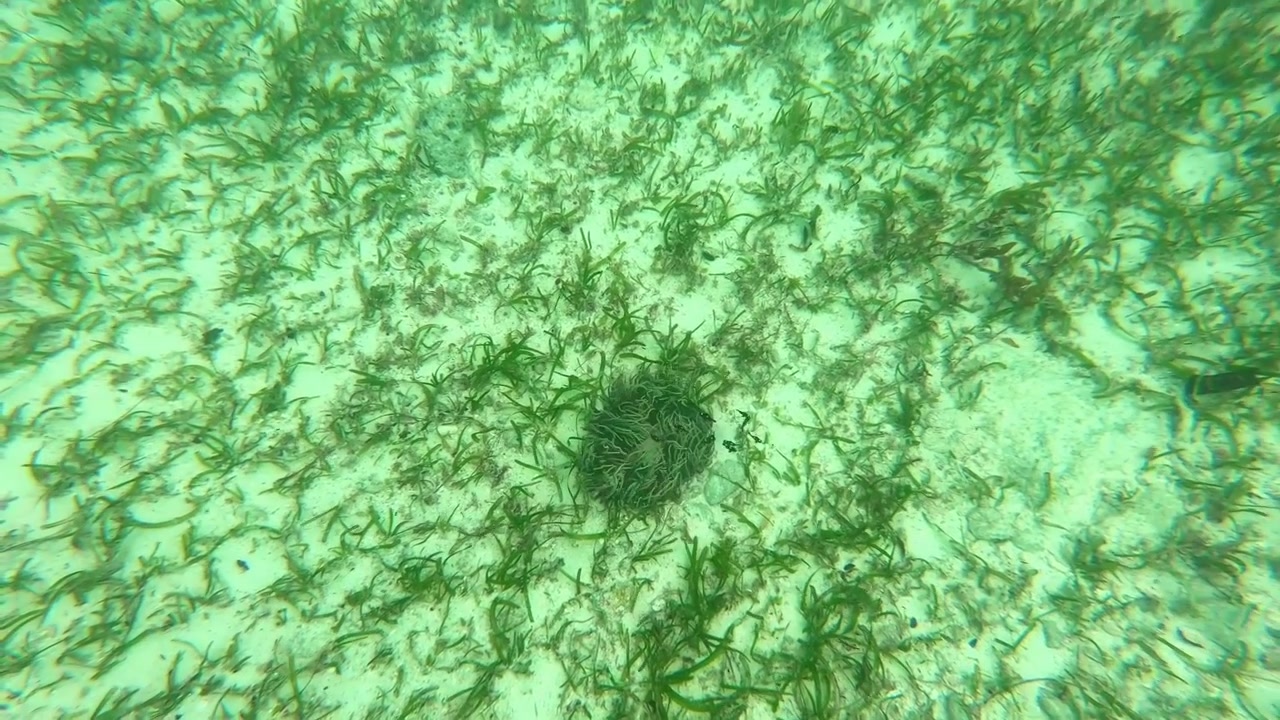 underwater footage of tiny baby fishes playing along the waves in sea grasses
