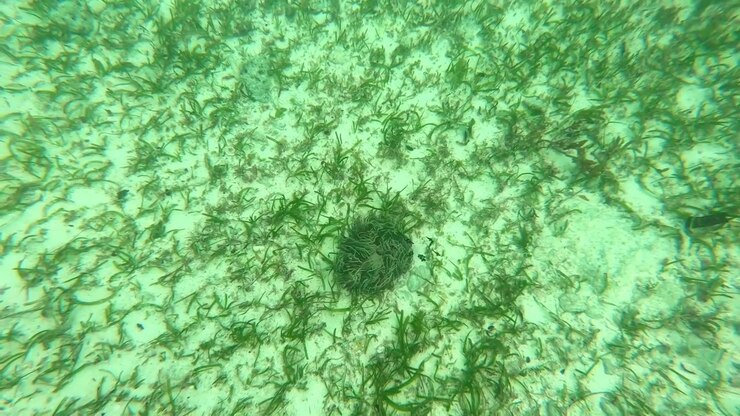 Undervandsoptagelser af små fiskeyngel, der leger langs bølgerne i havgræs.