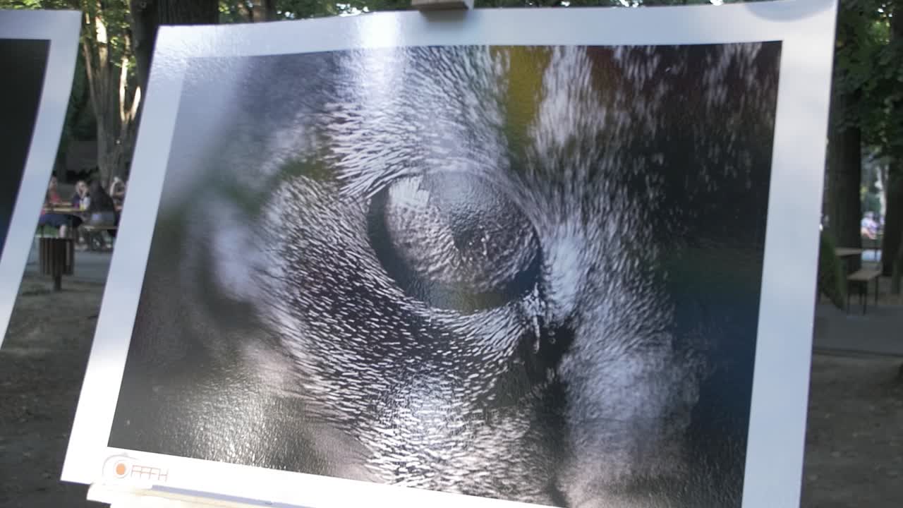 video de fotos de gatos en el parque en cámara lenta