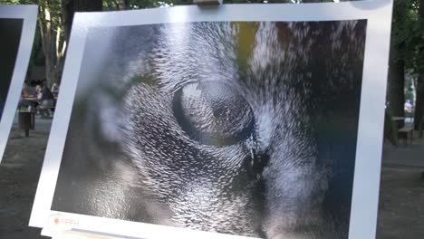 Video-De-Imagen-De-Gato-En-El-Parque-En-Cámara-Lenta.