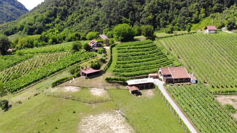 Toma-Aérea-De-Drones-De-Un-Viñedo-En-Zagorje,-Croacia