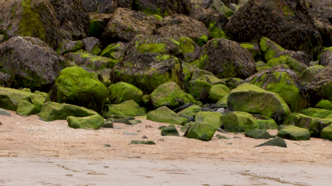 Green moss-covered rocks on sandy beach under soft daylight at low tide