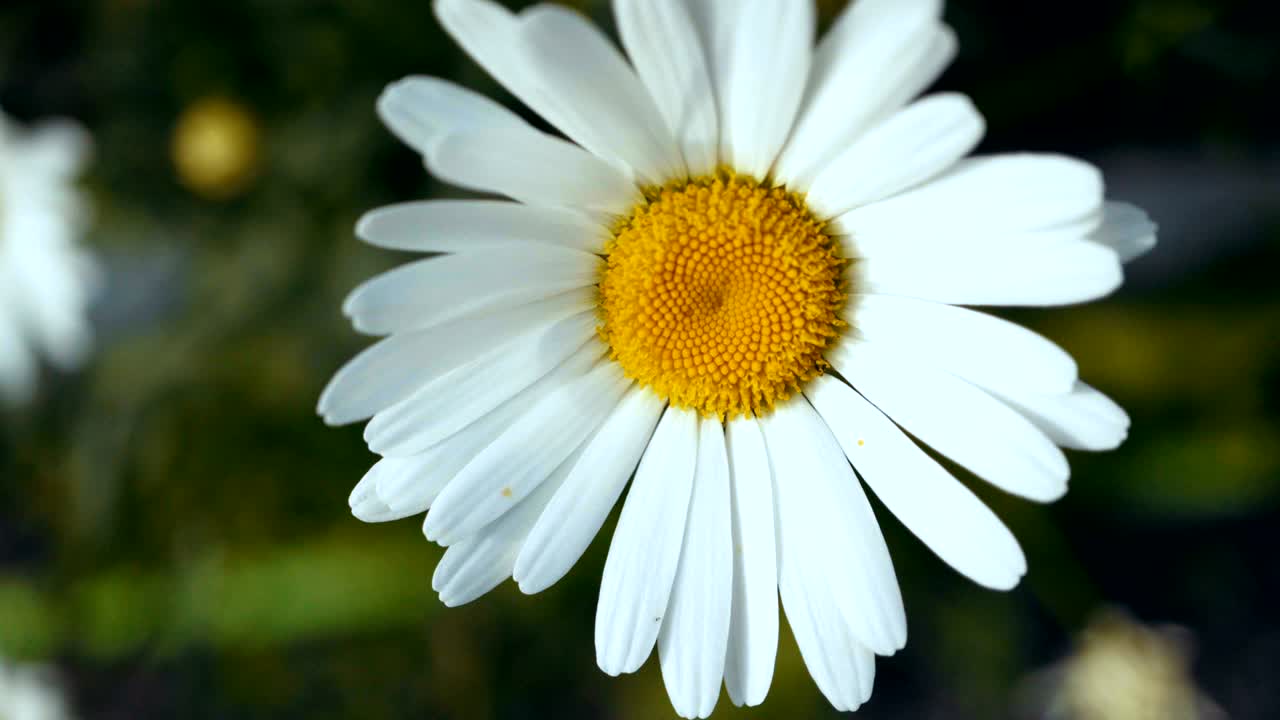 Leucanthemum grows in the garden.