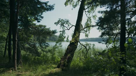 view of tree lined lake from shadows of