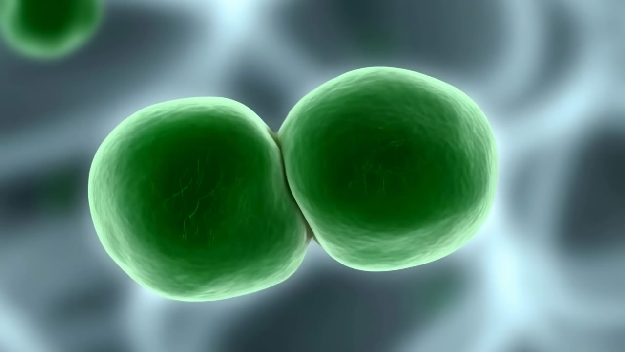 Due cellule arrotondate di un verde vivido si separano da una coppia unita in unità distinte su uno sfondo microscopico ciano-grigio a fuoco morbido, mostrando una sottile divisione, spaziatura e luce diffusa fredda.