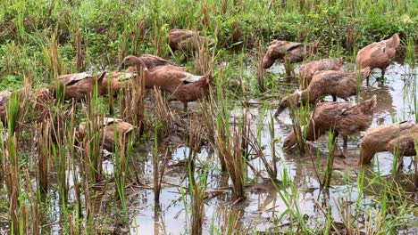 close-up footage of flock ducks foraging in muddy rice field, surrounded by water and harvested stalks. a great clip for showcasing natural farming, sustainable agriculture, or rural animal life
