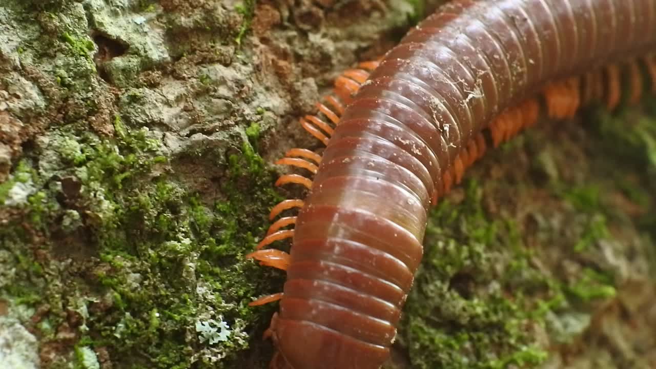 kluwing video en cámara lenta