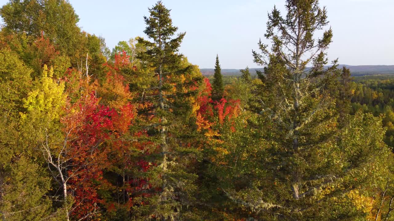 Bird's-eye view over the tops of the trees of a colorful autumn forest