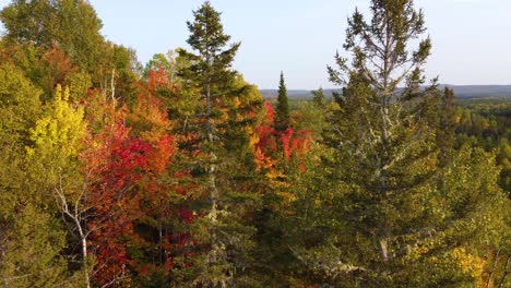 bird's-eye view over the tops of the trees of a colorful autumn forest