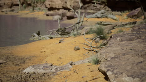 vibrant sandy shoreline with vegetation near tranquil water body during daytime