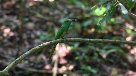 Visto-Posado-En-Una-Rama-Con-Una-Abeja-En-La-Boca-Lista-Para-Entregar-A-Sus-Polluelos,-Abejaruco-De-Barba-Azul,-Nyctyornis-Athertoni,-Parque-Nacional-Kaeng-Krachan,-Tailandia