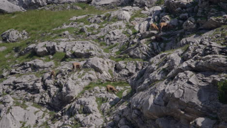 Herd-of-Chamois-walking,-grazing-and-climbing-high-up-in-the-mountains