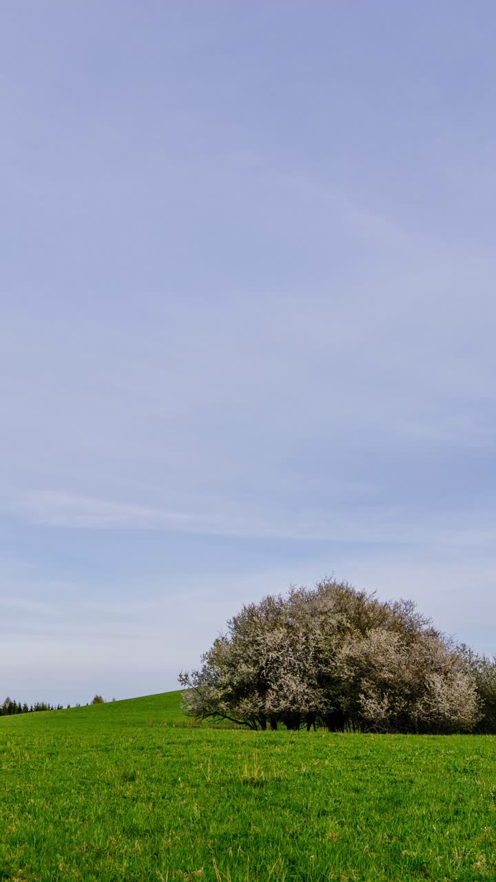 Blooming spring tree on green meadow hill under clear blue sky with soft moving clouds. Vertical countryside timelapse from sunny day to evening